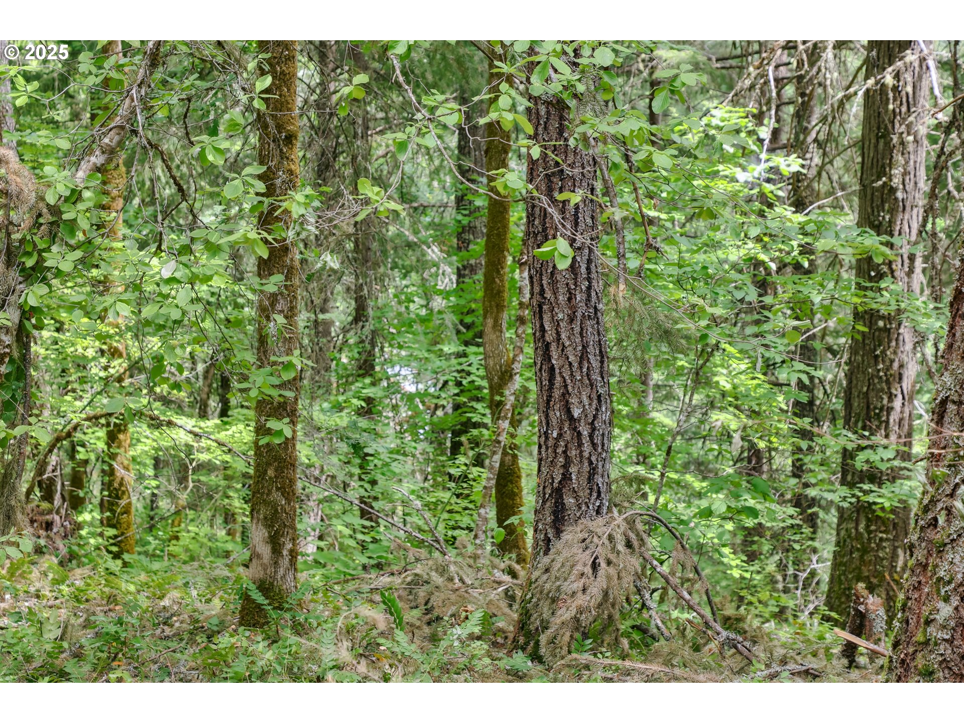 Oak Ridge Road White Salmon, WA 98672 - Photo 18 of 34