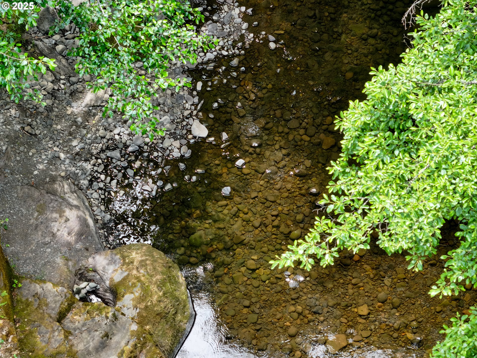 Oak Ridge Road White Salmon, WA 98672 - Photo 20 of 34 a view of a tree in a yard