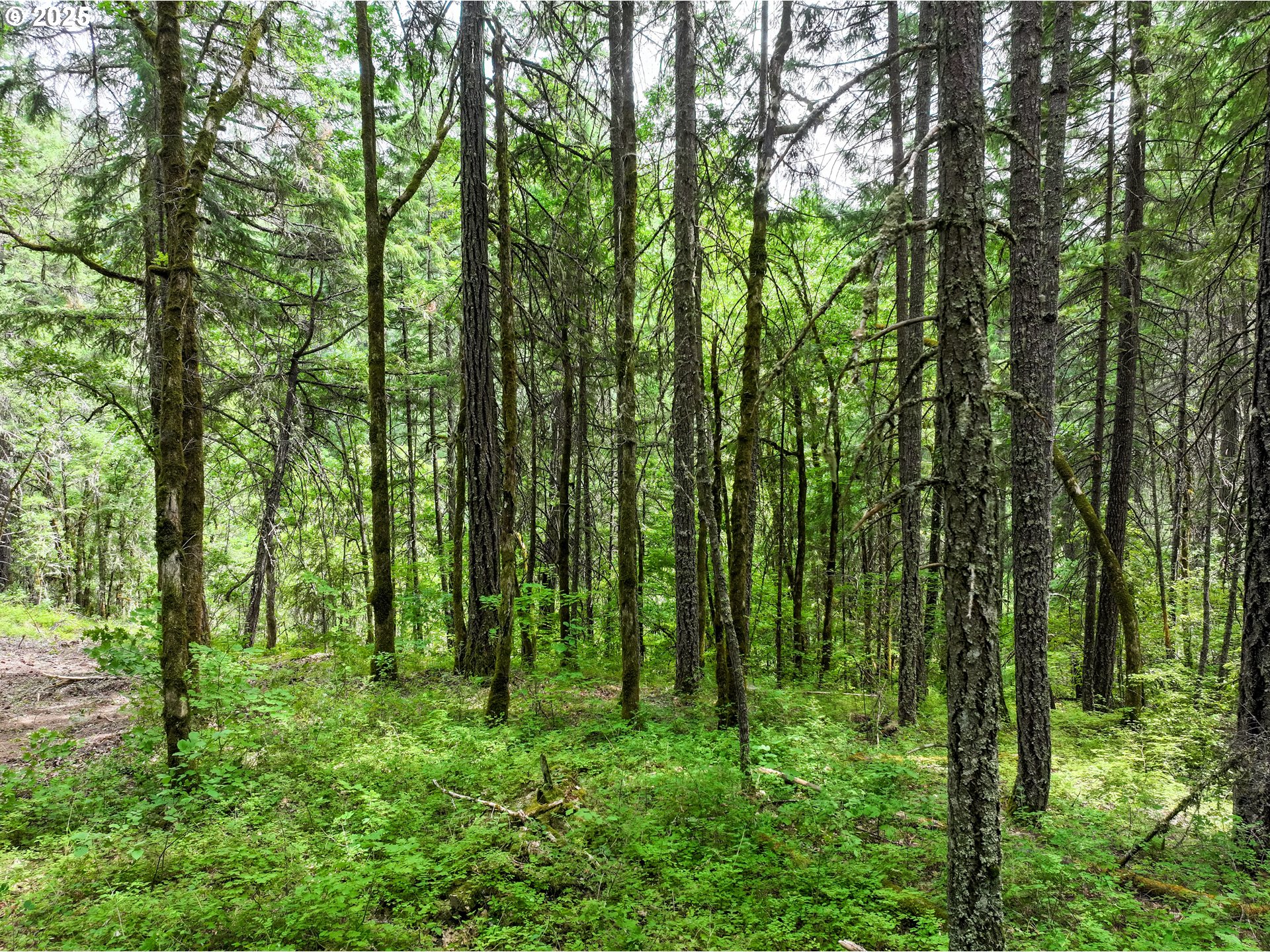 Oak Ridge Road White Salmon, WA 98672 - Photo 23 of 34 a view of outdoor space and trees