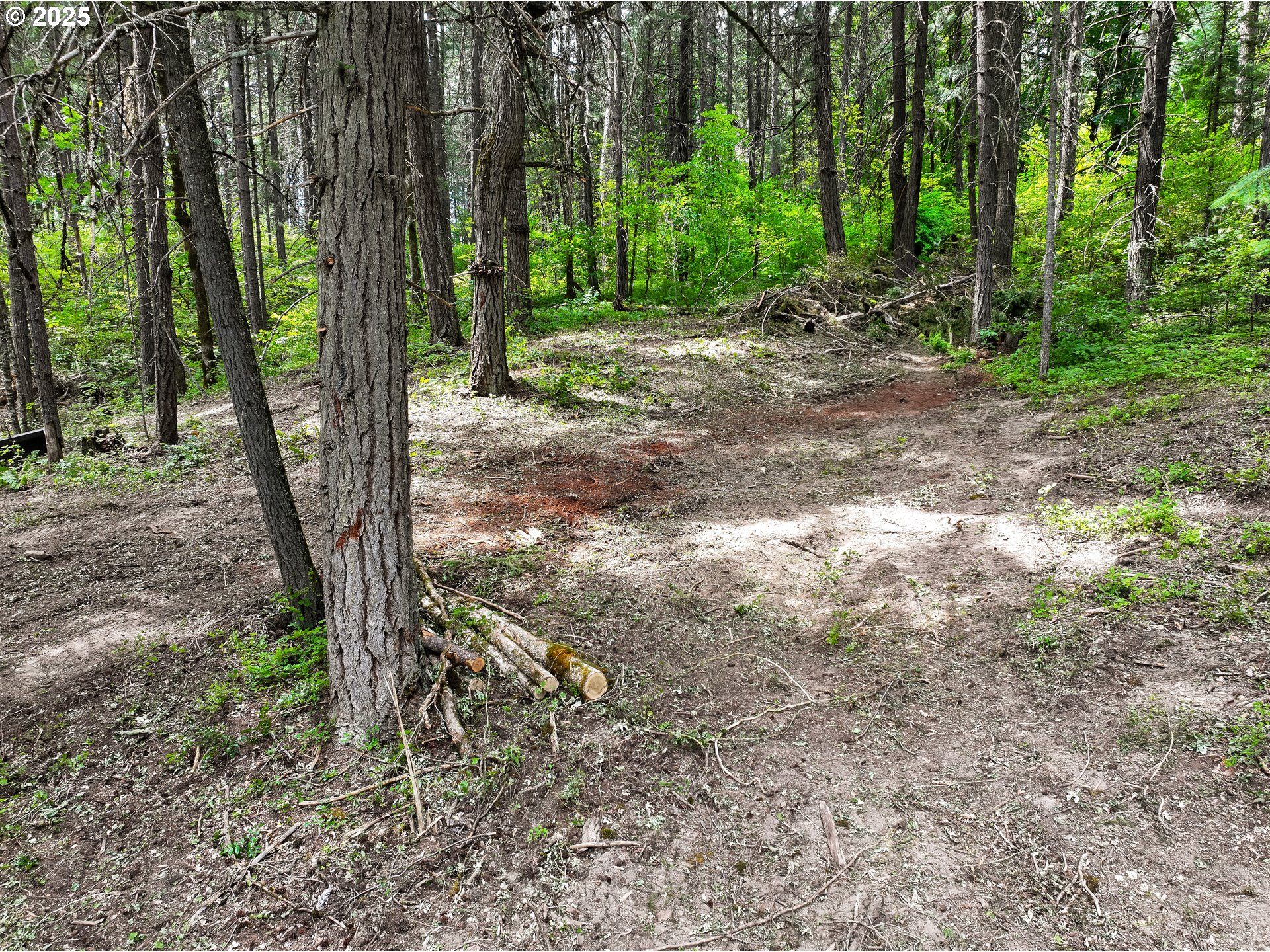 Oak Ridge Road White Salmon, WA 98672 - Photo 24 of 34 a view of a forest with trees in the background