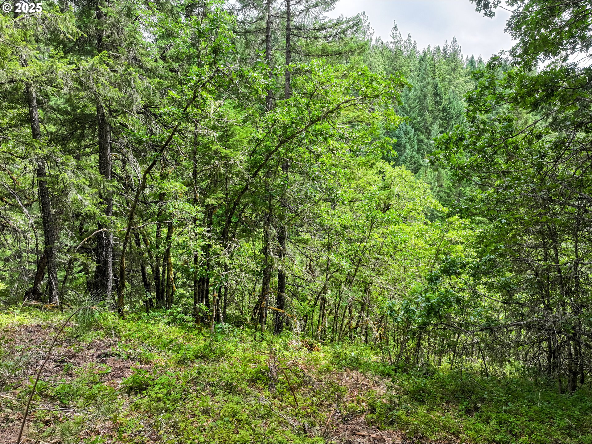 Oak Ridge Road White Salmon, WA 98672 - Photo 25 of 34 a view of a lush green forest