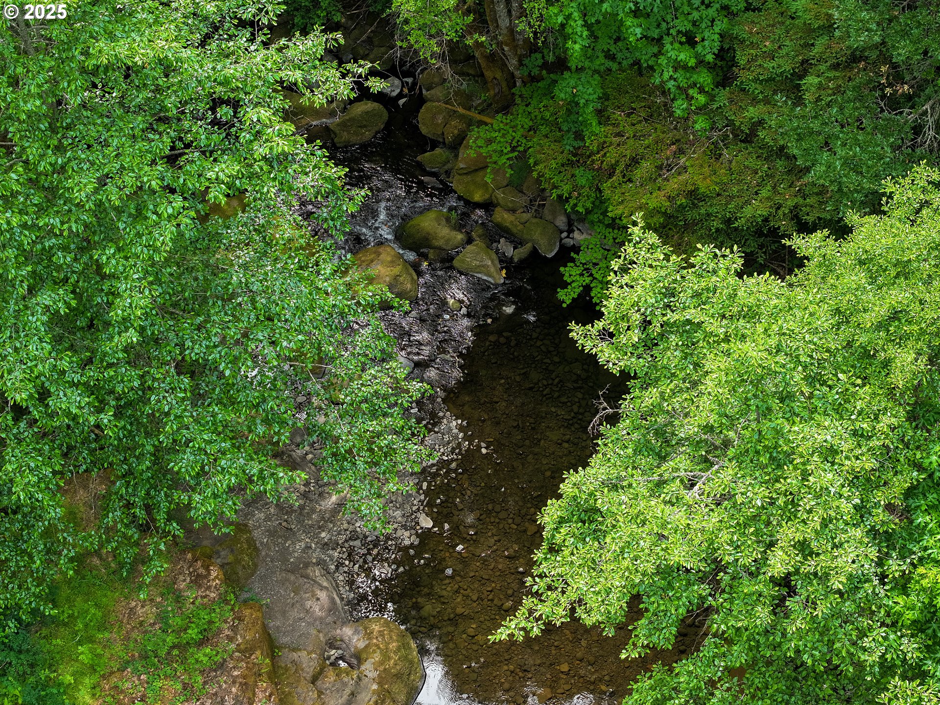 Oak Ridge Road White Salmon, WA 98672 - Photo 28 of 34 a plant with lots of bushes