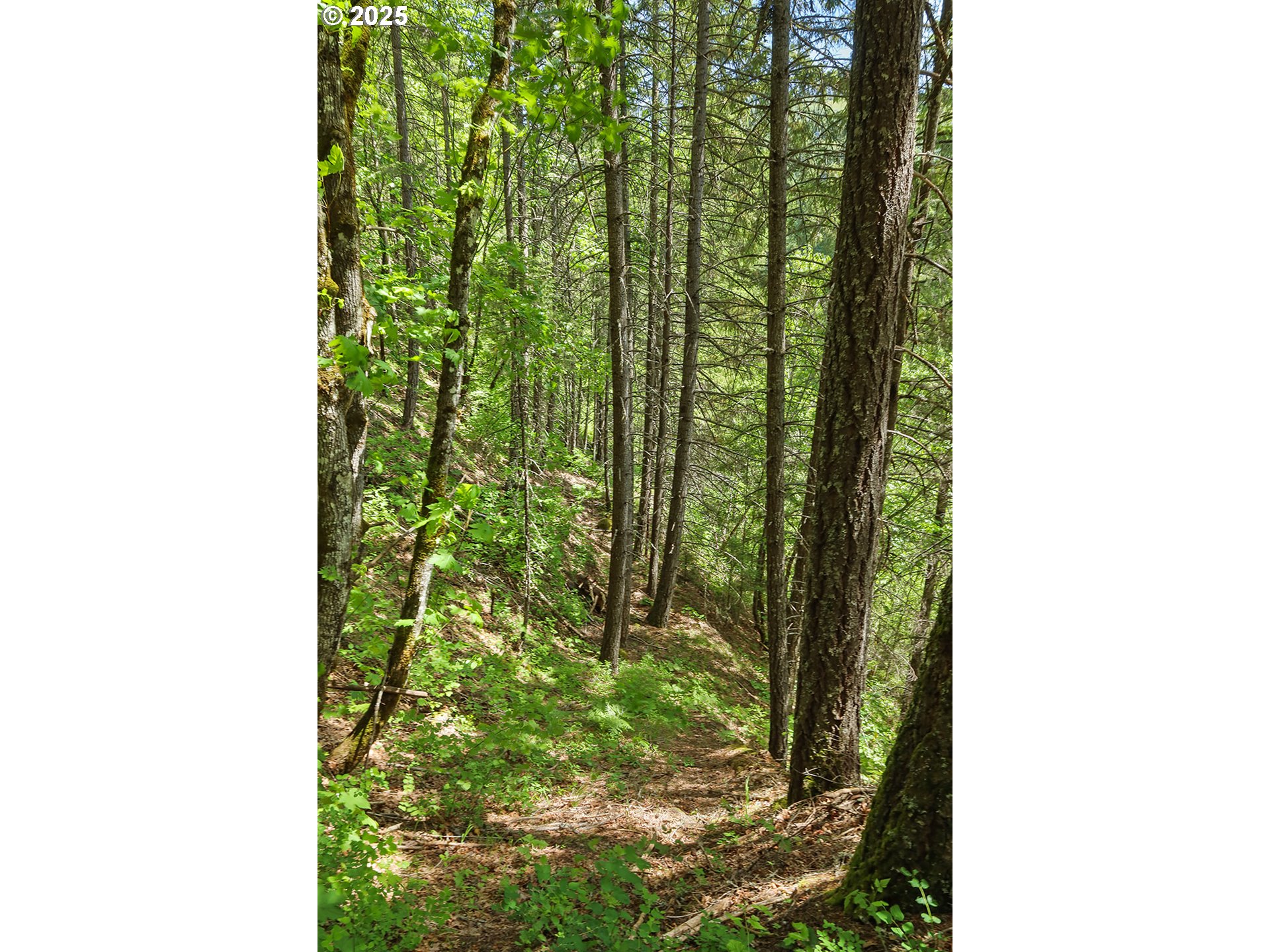 Oak Ridge Road White Salmon, WA 98672 - Photo 30 of 34 a view of a yard