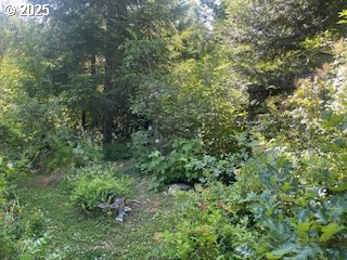 Oak Ridge Road White Salmon, WA 98672 - Photo 3 of 34 a view of a lush green forest