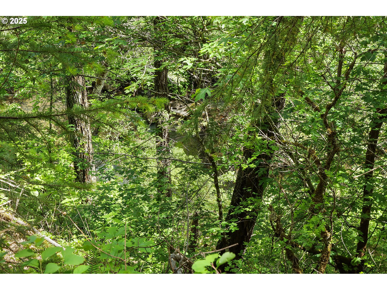 Oak Ridge Road White Salmon, WA 98672 - Photo 34 of 34 a view of a lush green forest