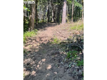 Oak Ridge Road White Salmon, WA 98672 - Photo 6 of 34 a view of a yard with plants and trees
