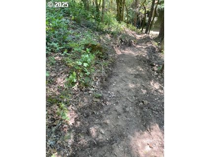 Oak Ridge Road White Salmon, WA 98672 - Photo 7 of 34 a close up of a tree in a