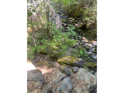 Oak Ridge Road White Salmon, WA 98672 - Photo 10 of 34 a picture of a tree in a forest