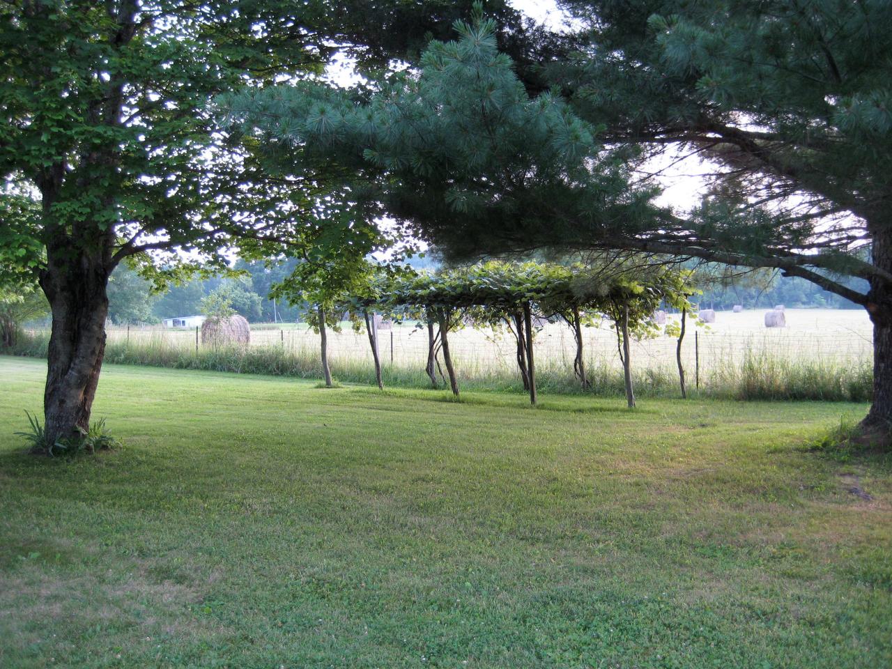 North Fork Road Arbovale, WV 24915 - Photo 12 of 37 Grape arbor