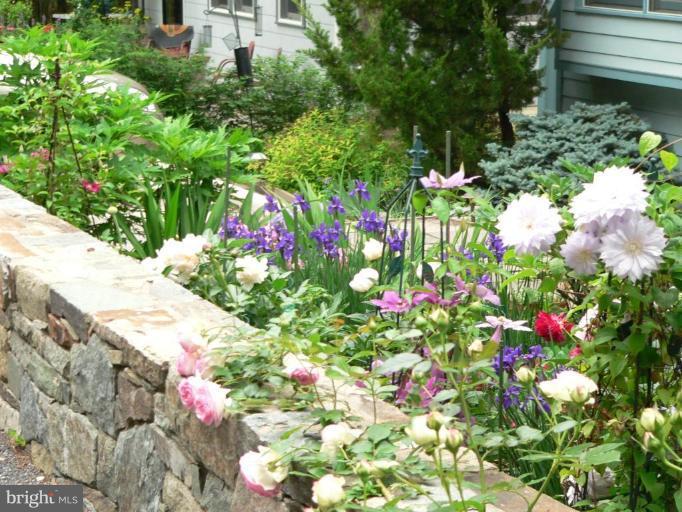 7507 Arden Road Cabin John, MD 20818 - Photo 13 of 30 Front garden in the Spring