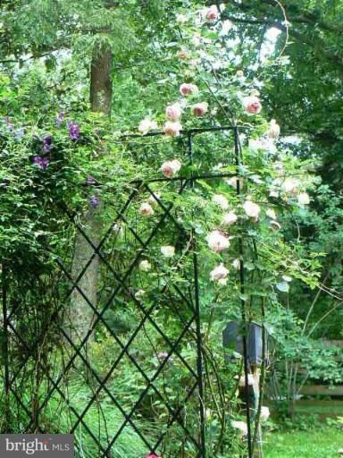 7507 Arden Road Cabin John, MD 20818 - Photo 20 of 30 Garden in front