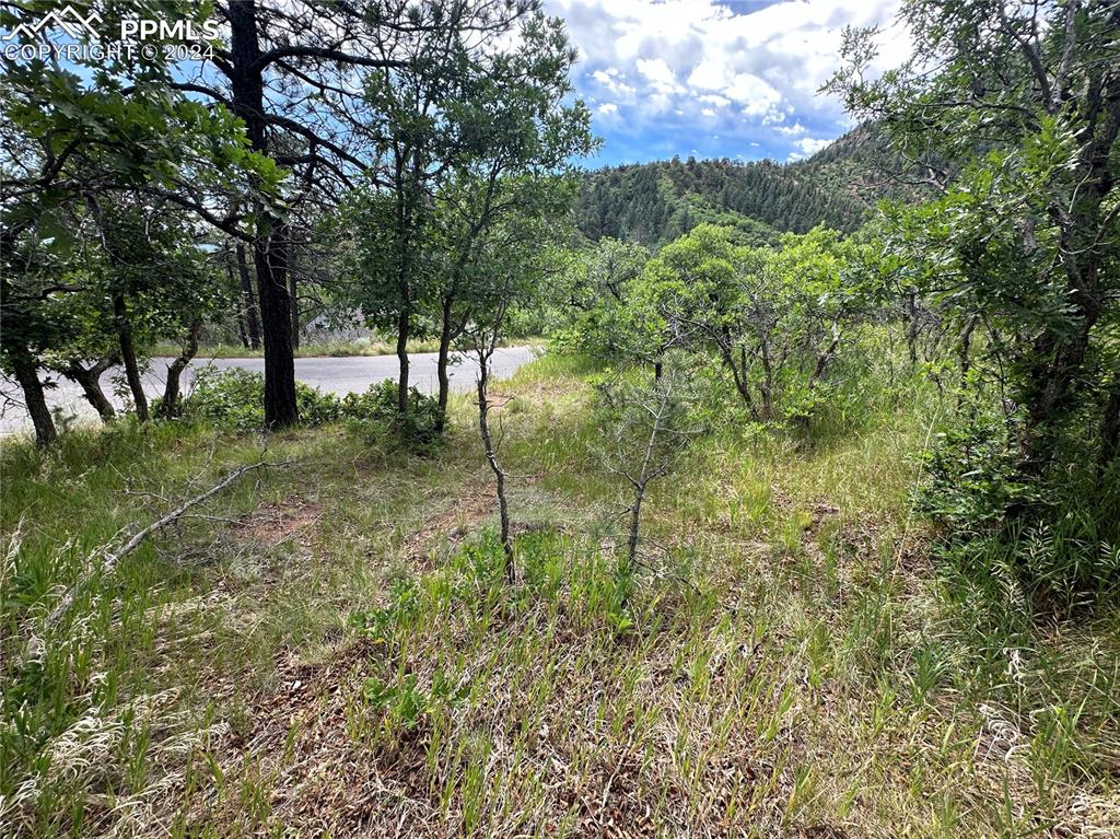 110 Crystal Park Road Manitou Springs, CO 80829 - Photo 12 of 22 a view of a yard with a tree