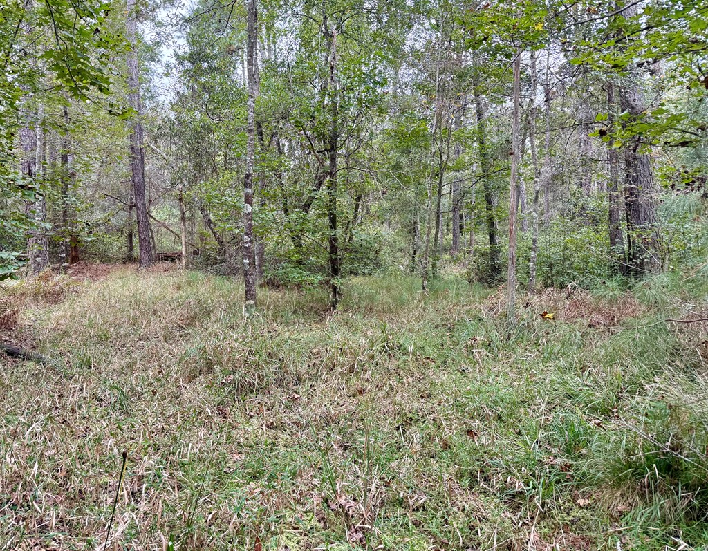 24-acres Mt Zion Road Gordon, AL 36343 - Photo 12 of 13