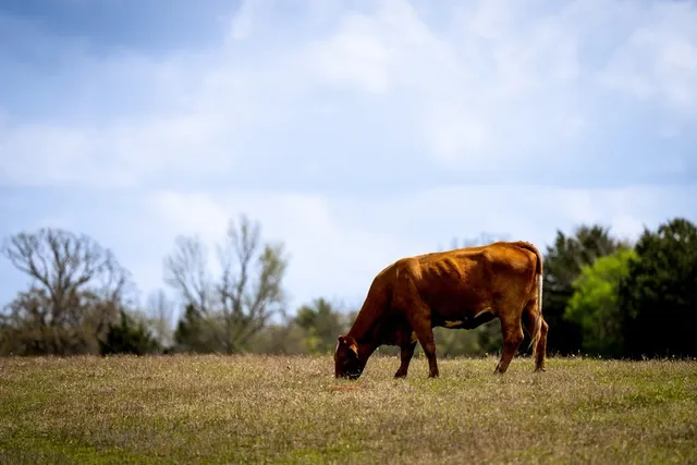 $433,285 | 13634 North Fm 2022, Grapeland, TX 75844