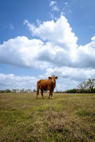 $433,285 | 13634 North Fm 2022, Grapeland, TX 75844