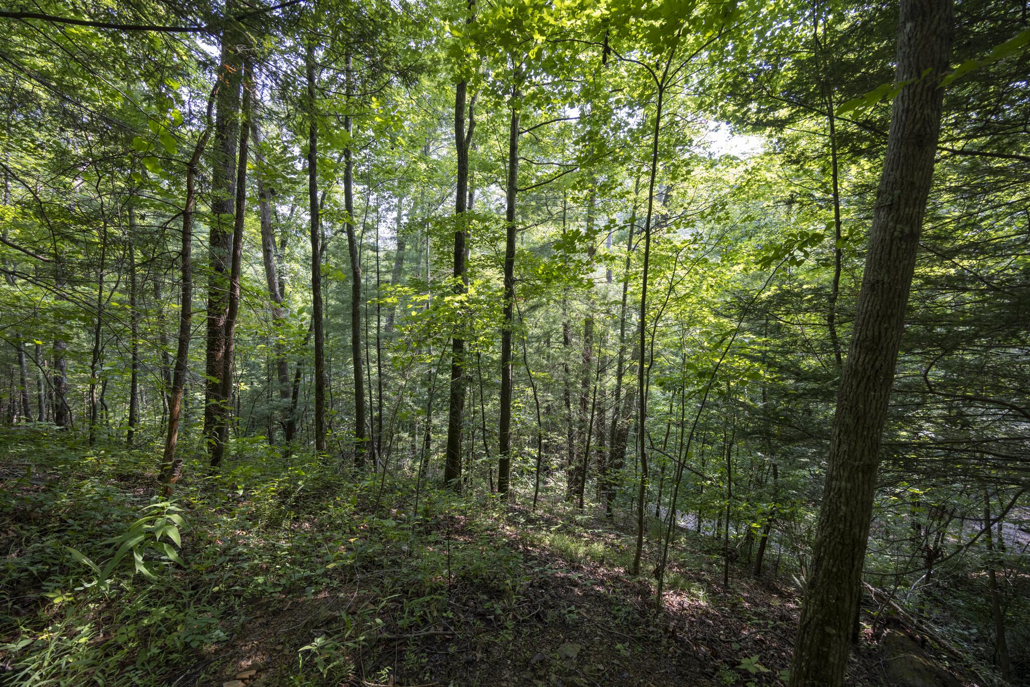 Lot 2 Cave Hollow Road Zoe, KY 41397 - Photo 13 of 29 Appalachian Media-13