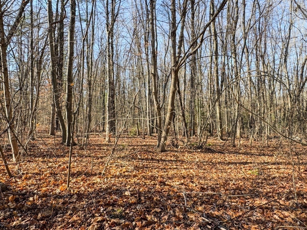 74 Petty Plain Road Greenfield, MA 01301 - Photo 30 of 42 a backyard of a house with a large tree