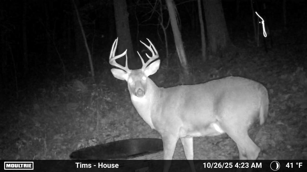N6587 McCurdy Road Holmen, WI 54636 - Photo 36 of 36 Trail camera