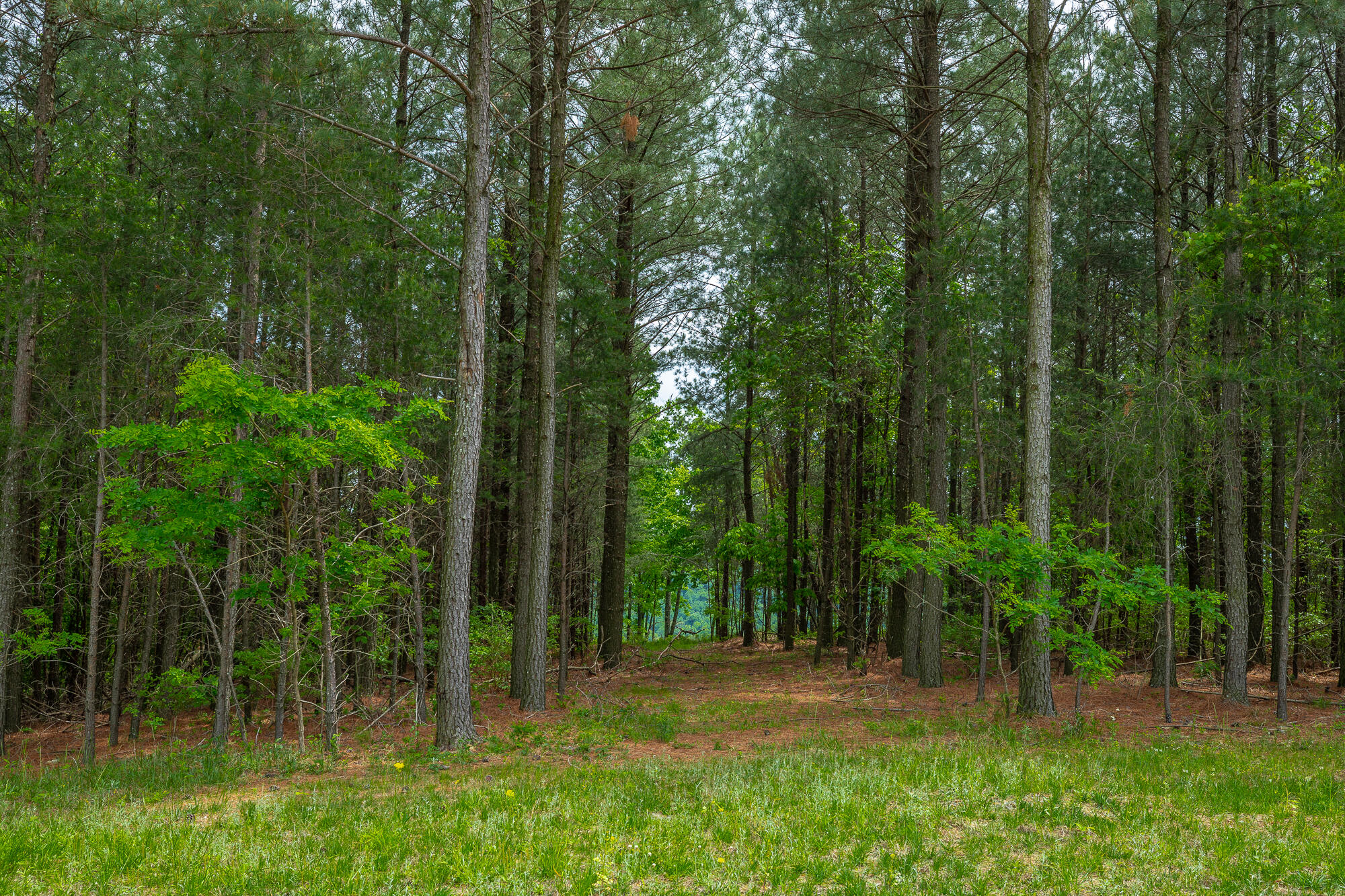 0 Crockett Pointe Point, Unit JF160 Jasper, TN 37347 - Photo 16 of 77 0 Crockett Pointe - JF160 HD-56