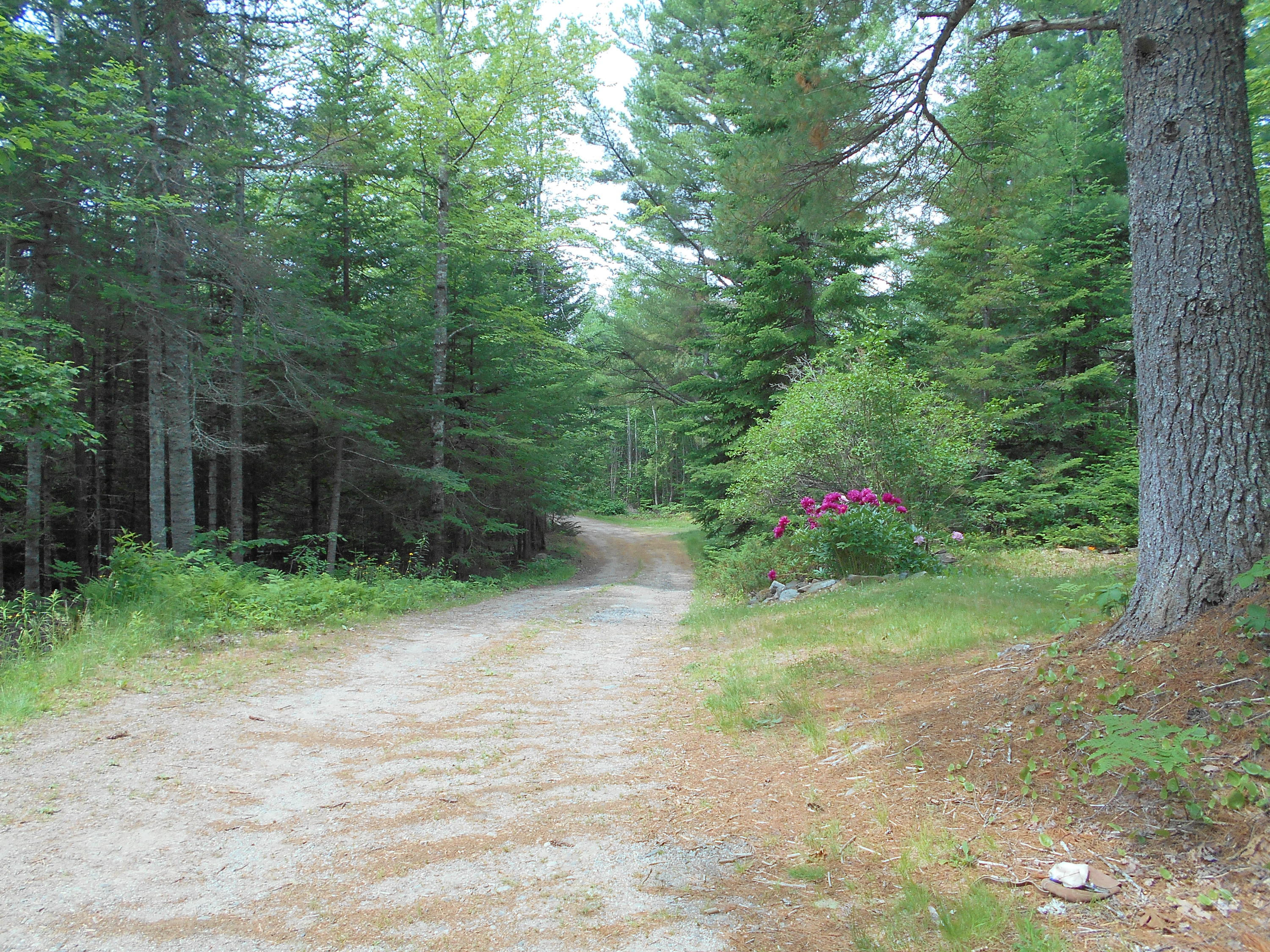 43 Mine Road Columbia Falls, ME 04623 - Photo 5 of 33 DSCN3246