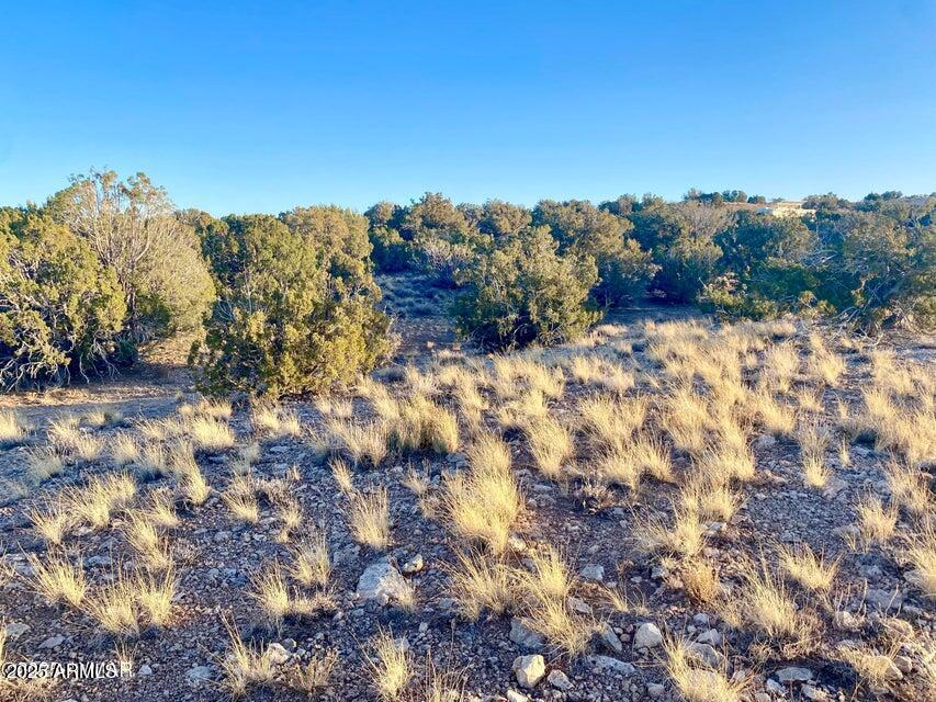 5062 2.39 Acres Concho Az 85924 Concho, AZ 85924 - Photo 12 of 23 a view of a tree with a yard