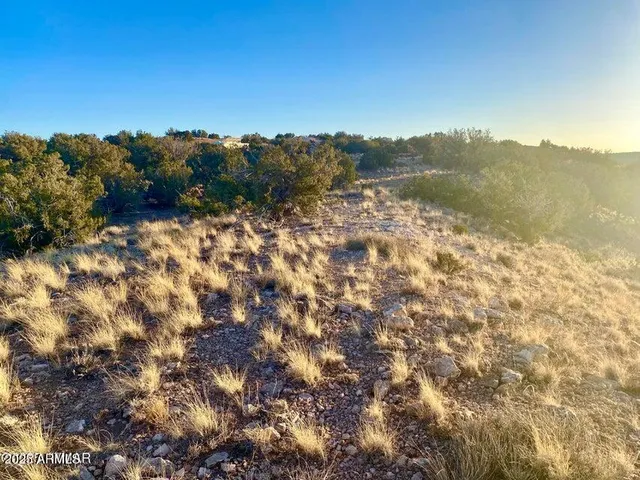 a view of a tree with a yard