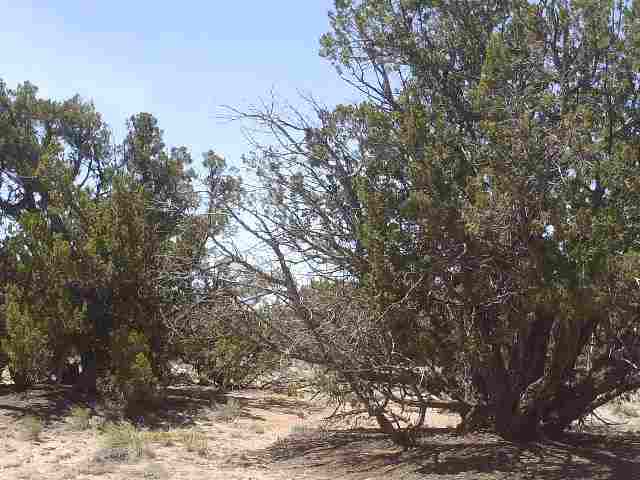 9 Sec 19 T17n R27e Chambers, AZ 86502 - Photo 11 of 14