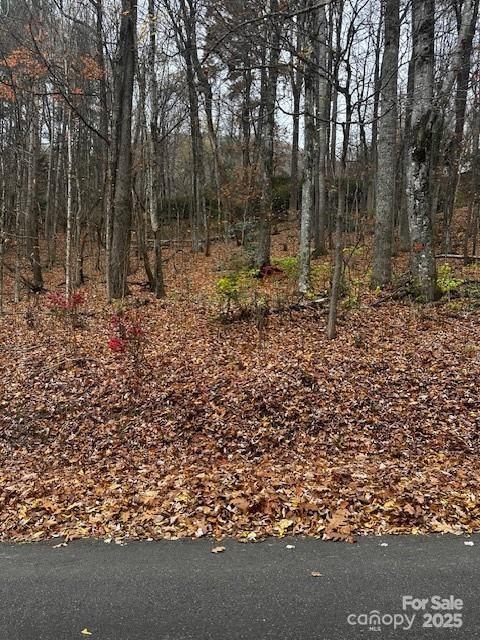a view of a forest with trees in the background