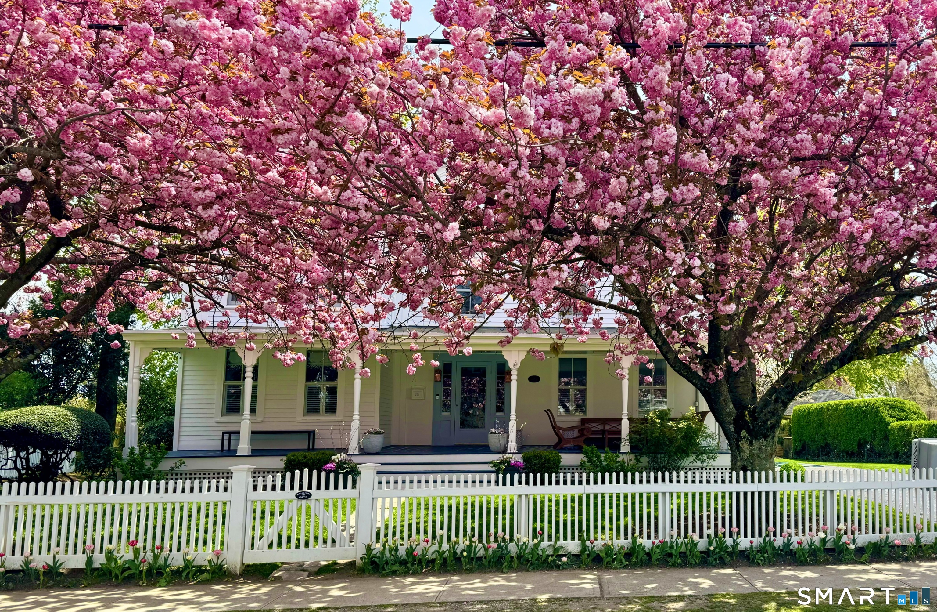 215 Old Post Road Fairfield, CT 06824 - Photo 2 of 39 Spring Cherry Blossoms!