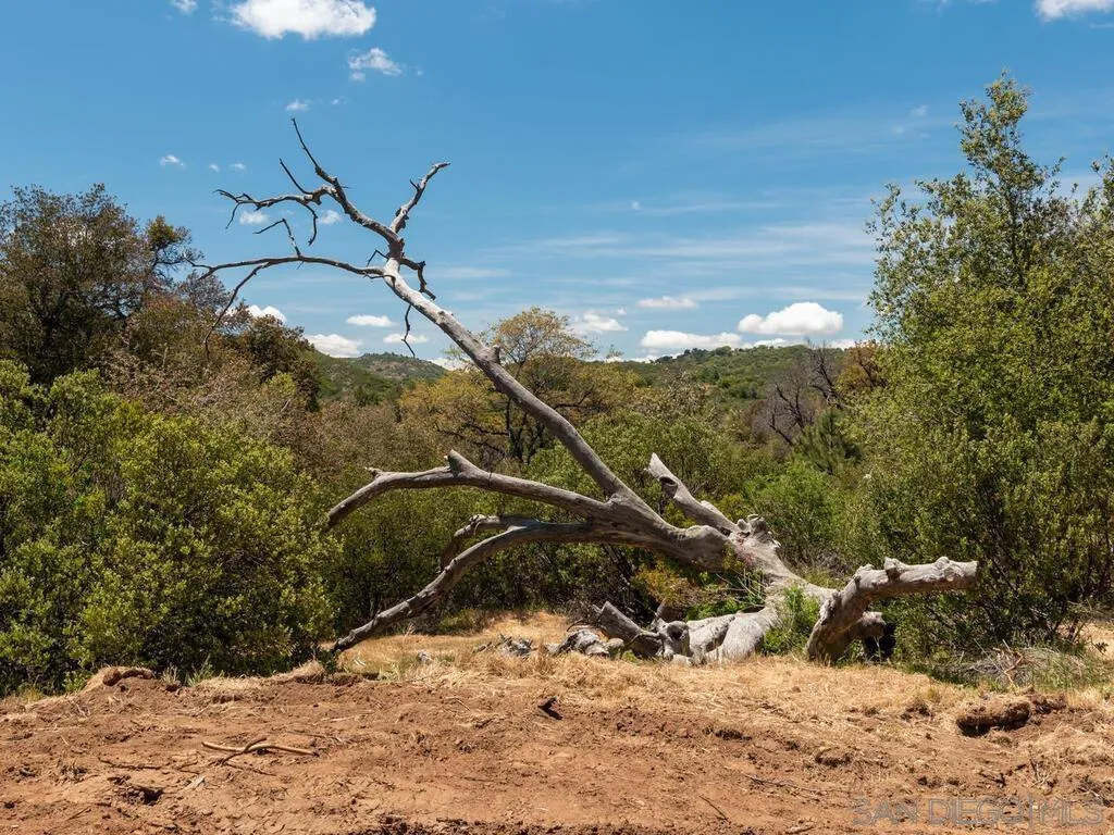 6050 Engineers Road Julian, CA 92036 - Photo 27 of 64 a view of a yard with a tree