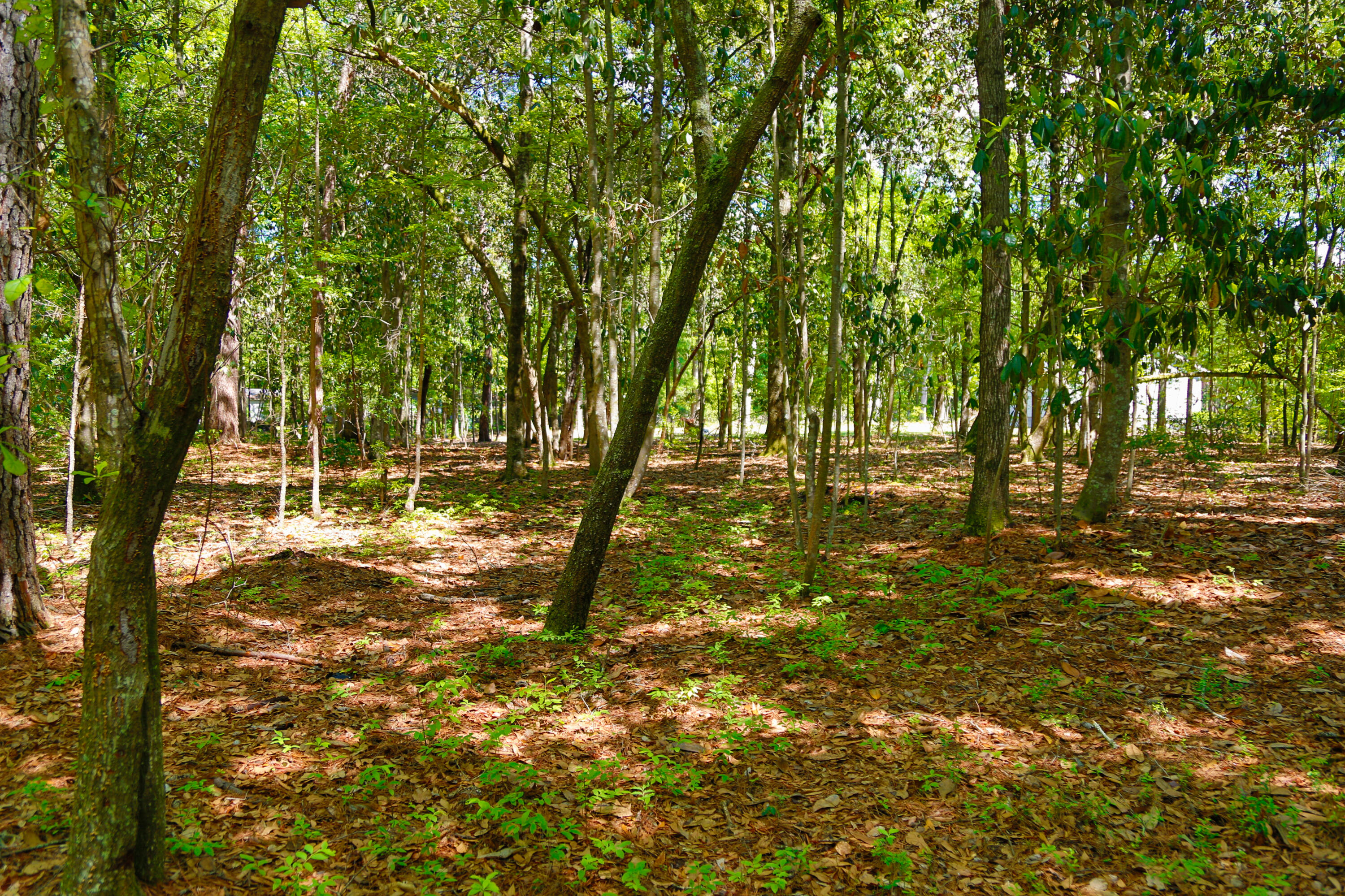 0 Francis Yonge Way Adams Run, SC 29426 - Photo 6 of 7 04.15.2023 - Dream Kinetics - Frances Y