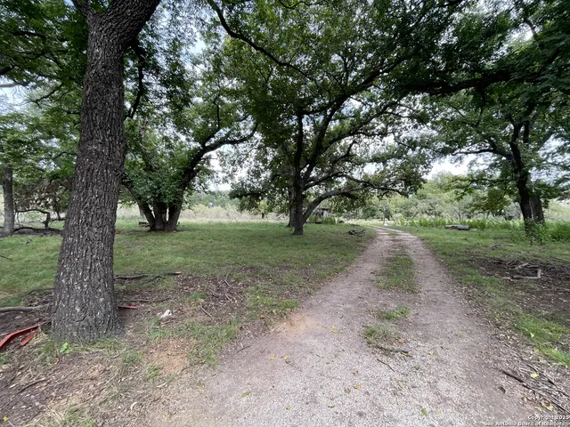 a view of a forest with trees