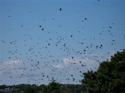 326 Morris Island Road Chatham, MA 02633 - Photo 32 of 34 a view of a dry yard