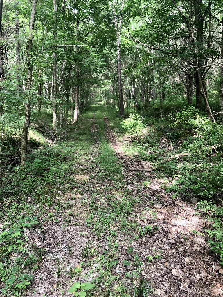 5148 Jones Valley Road Williamsport, TN 38487 - Photo 8 of 15