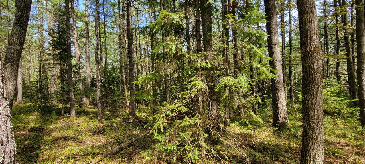 Off Witches Lake Road, Unit LOT 4 Woodruff, WI 54568 - Photo 6 of 39 Gallery Image 6