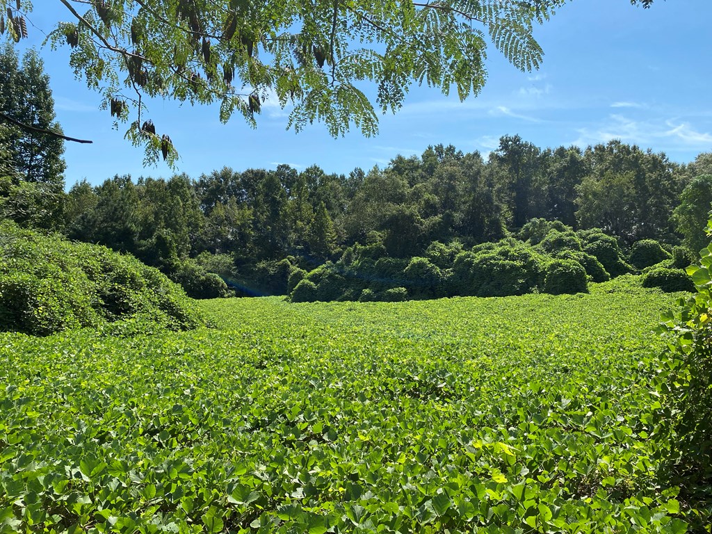 12.752-ac 12.752-ac Kinsey Rd/ Keel Road Dothan, AL 36301 - Photo 11 of 22