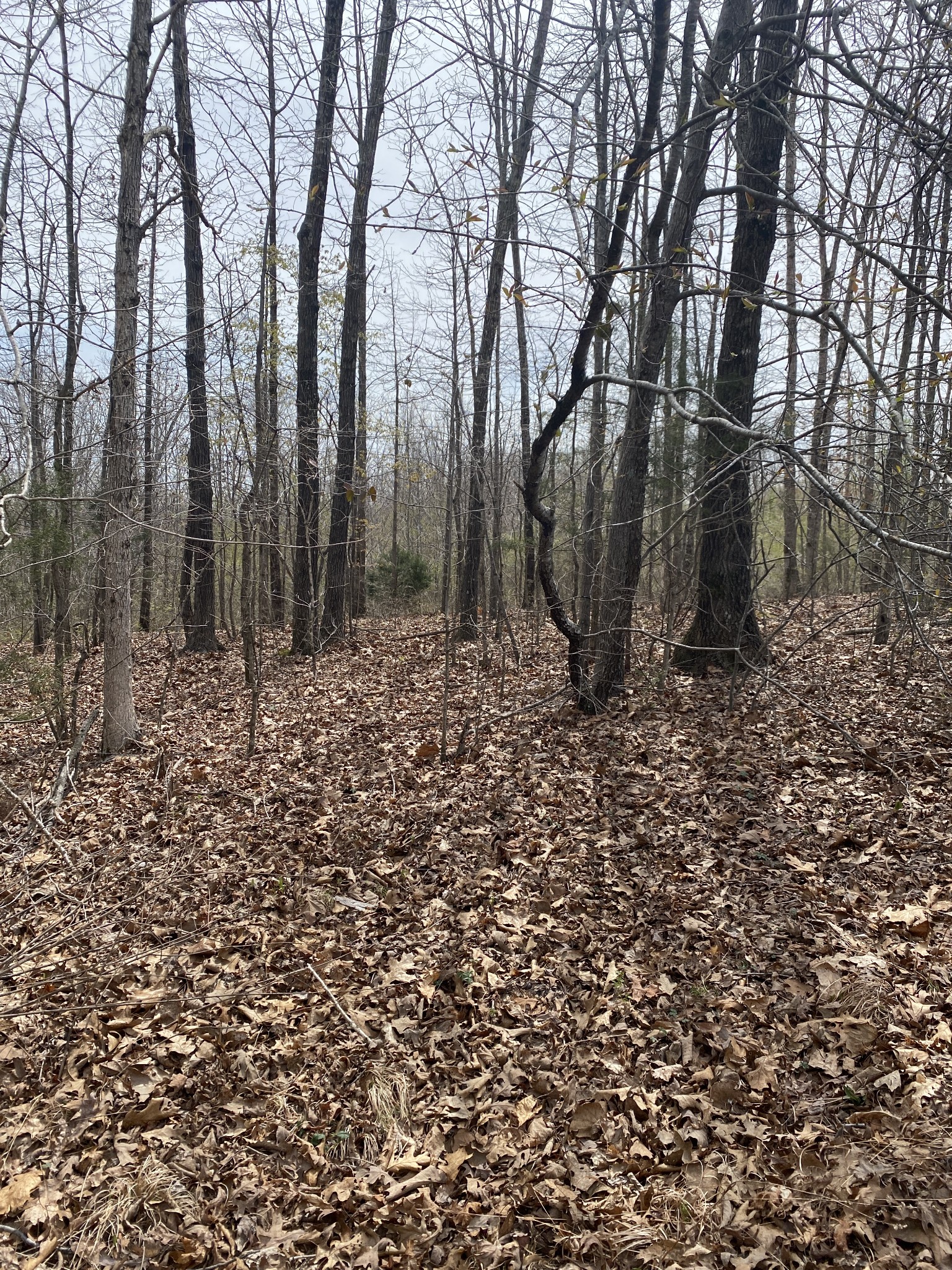 422 Woodland Road Hohenwald, TN 38462 - Photo 13 of 23 Gallery Image 13