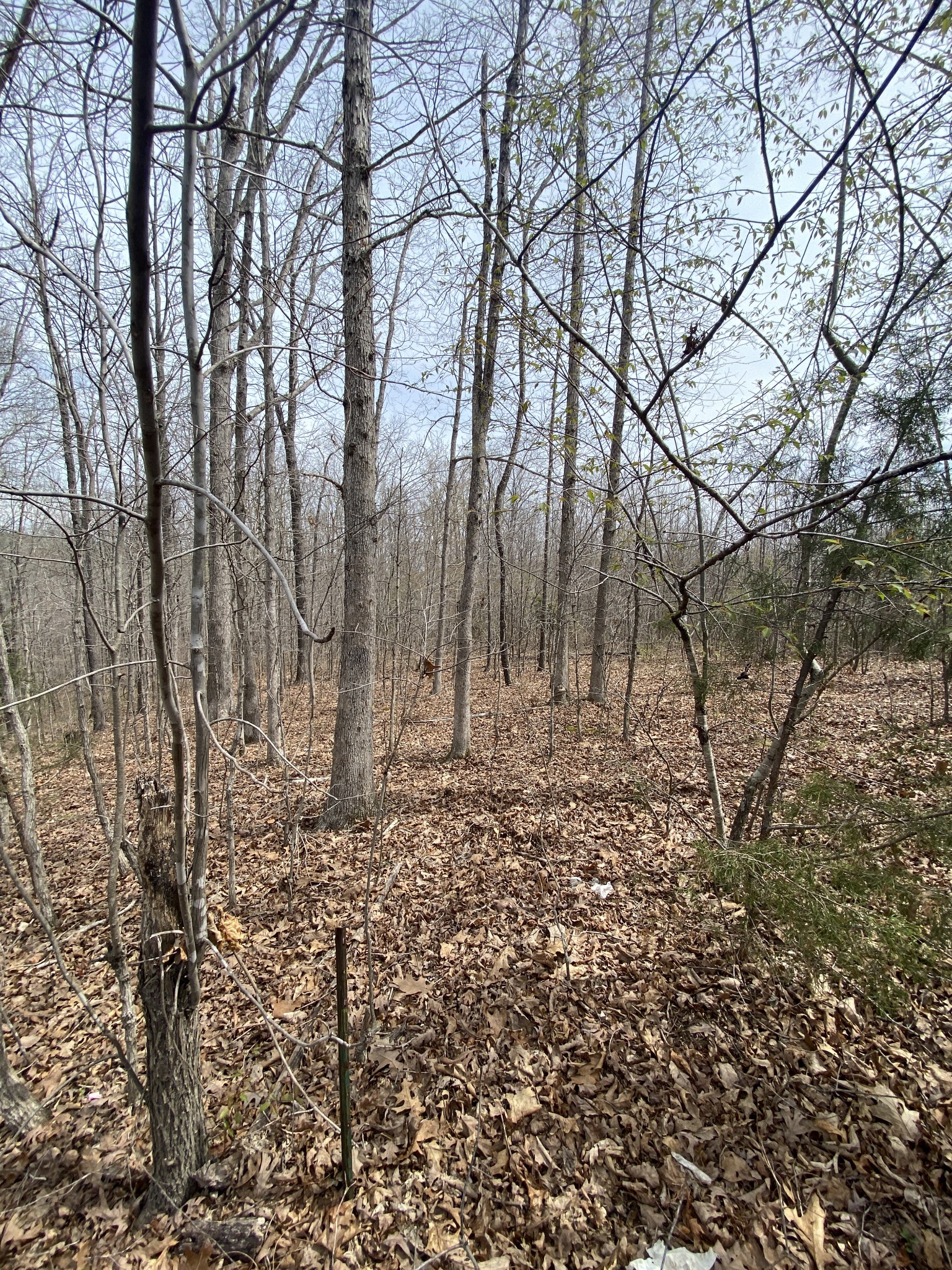 422 Woodland Road Hohenwald, TN 38462 - Photo 10 of 23 Gallery Image 10