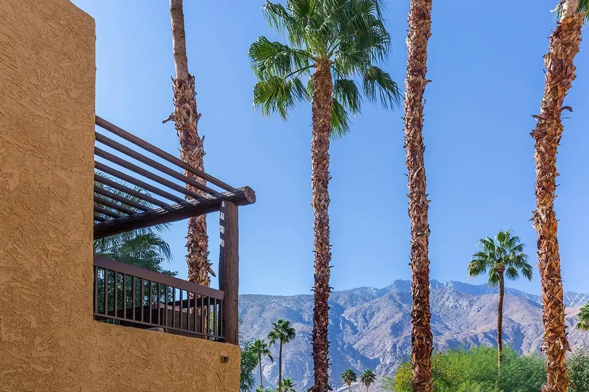 392 East Stevens Road Palm Springs, CA 92262 - Photo 5 of 10 a view of a palm tree with a palm tree in the background