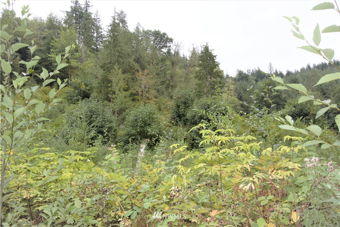 47 Mox Chehalis Branch Road McCleary, WA 98557 - Photo 14 of 19 Gallery Image 14