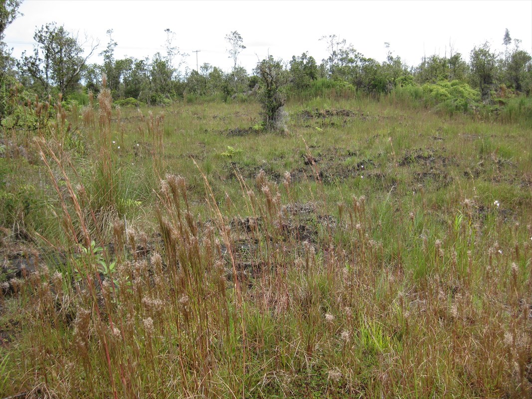 23 Kaleponi Road Mountain View, HI 96771 - Photo 1 of 6 a view of a field with trees in background