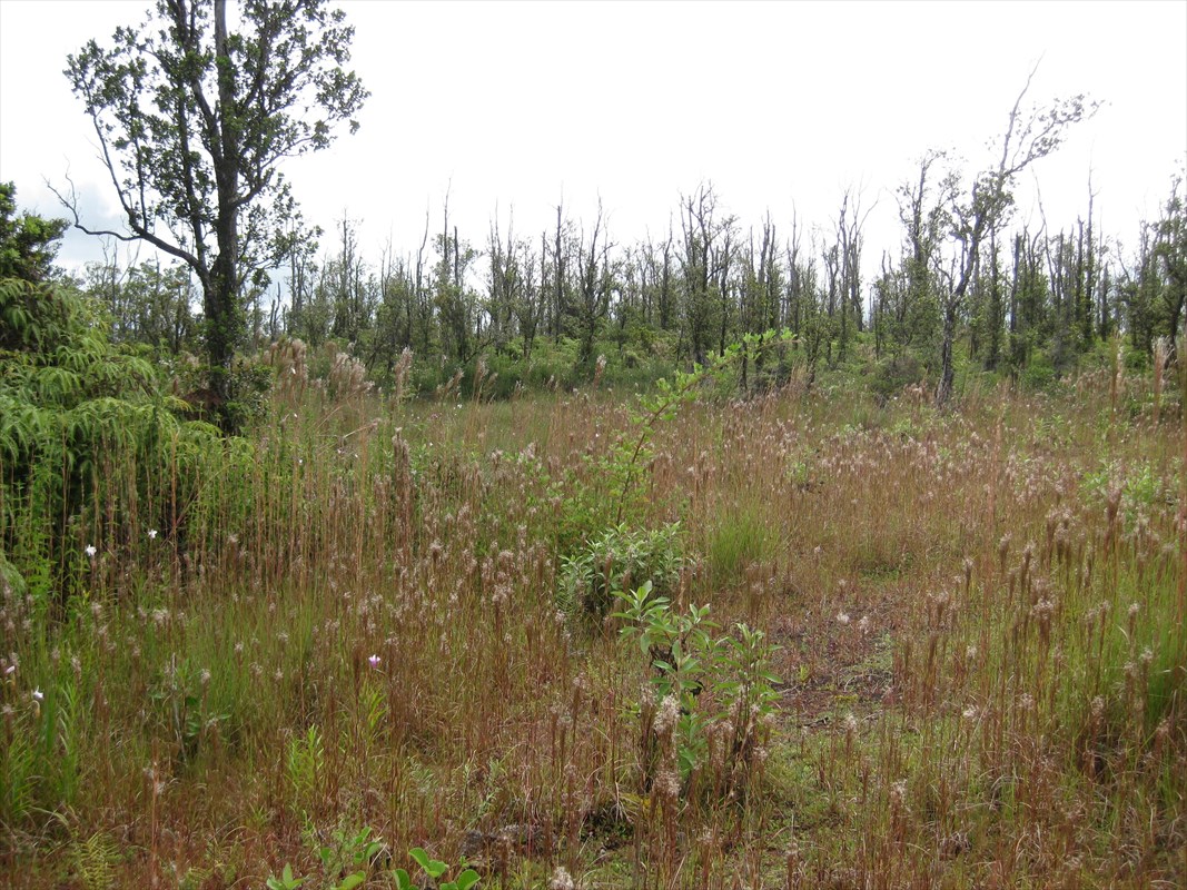 23 Kaleponi Road Mountain View, HI 96771 - Photo 3 of 6 a view of a lush green forest with large trees