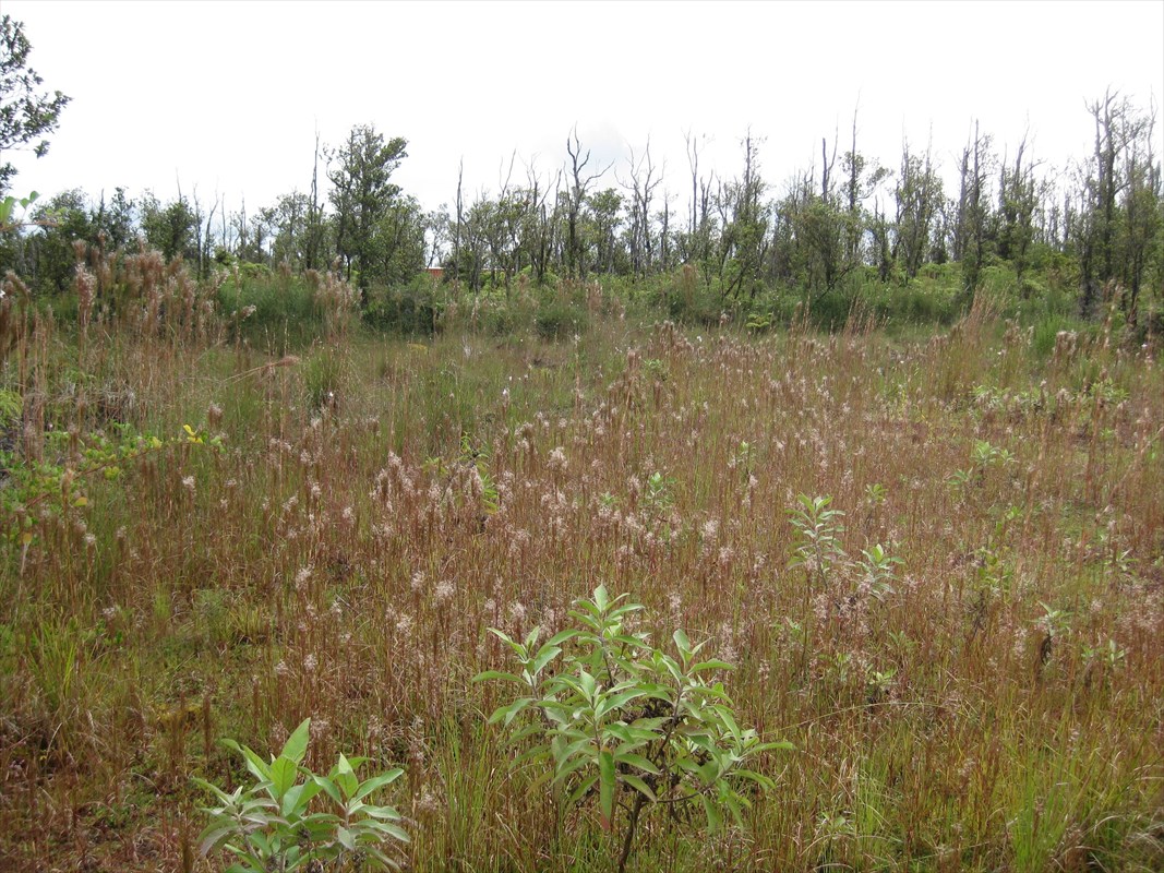 23 Kaleponi Road Mountain View, HI 96771 - Photo 5 of 6 a view of a lake with trees in the background