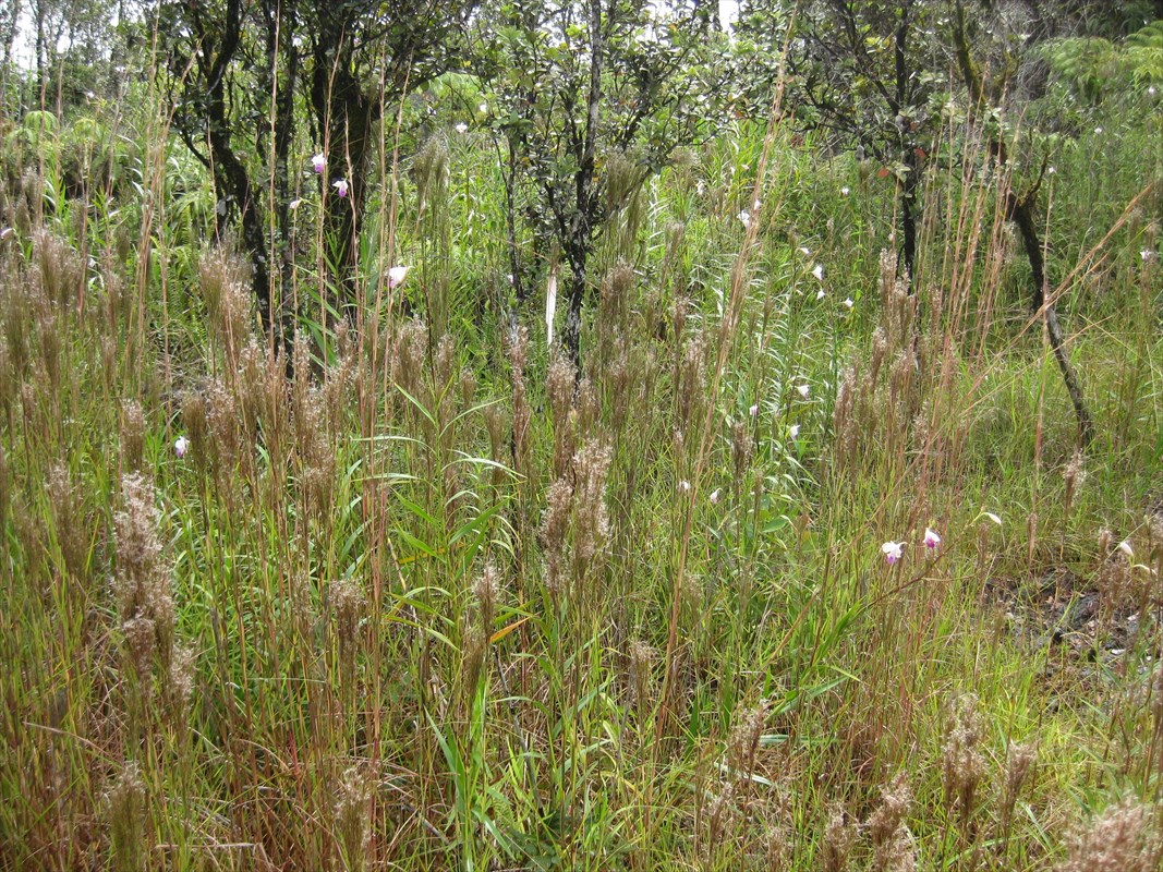 23 Kaleponi Road Mountain View, HI 96771 - Photo 6 of 6 a close view of a bathroom
