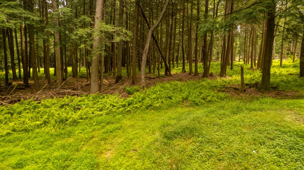 0 Jacks Hollow Road Vowinckel, PA 16260 - Photo 12 of 33
