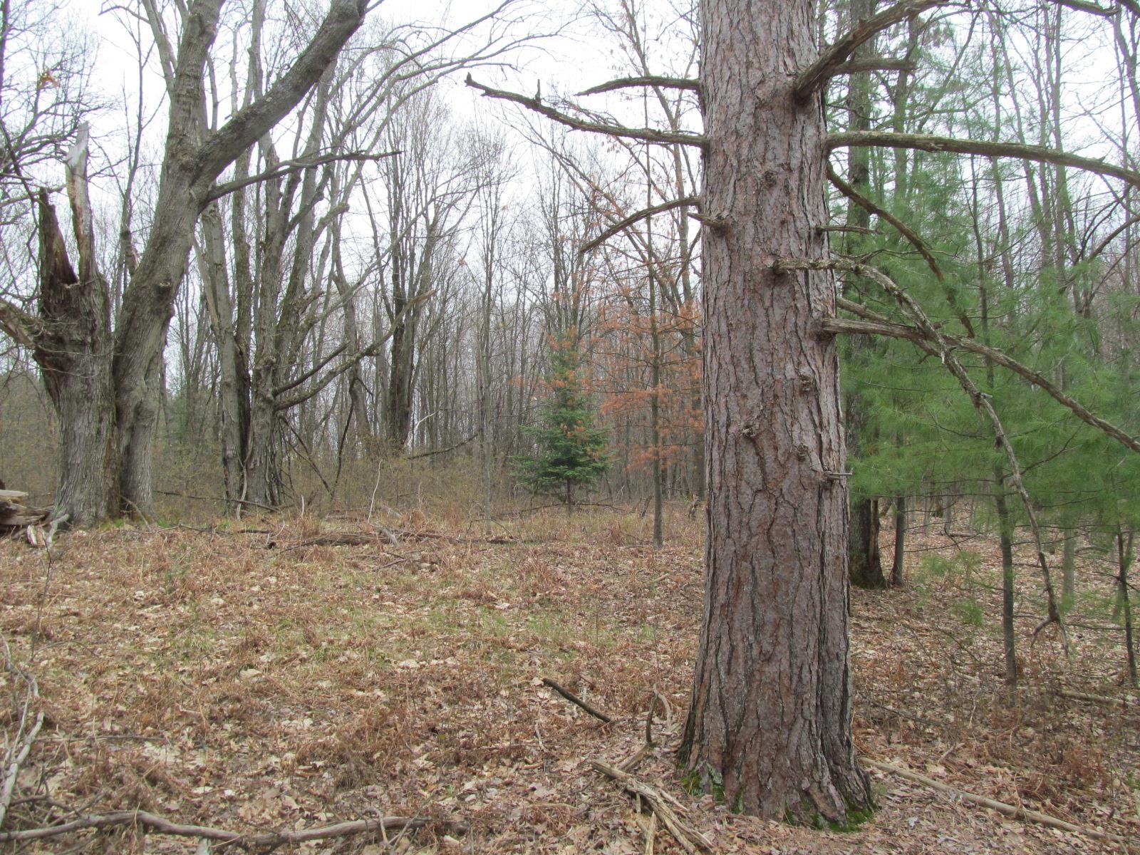 Lot 23 River Wood Road, Unit RIVER WOODS ESTATES #2 LO Lake City, MI 49651 - Photo 6 of 6