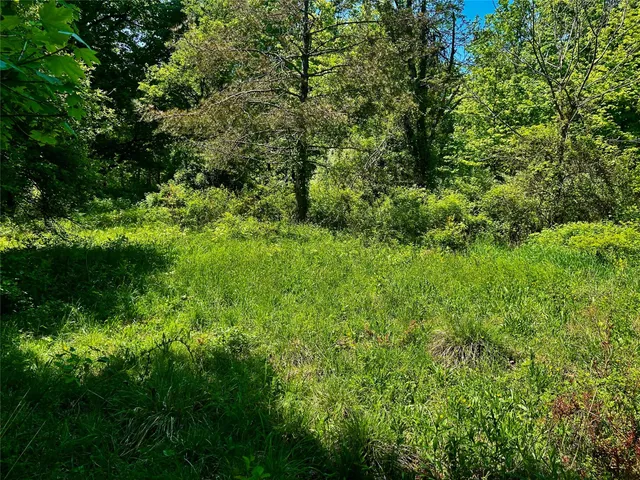 a view of a lush green forest