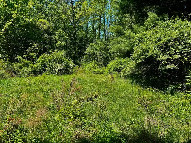 a view of a lush green forest