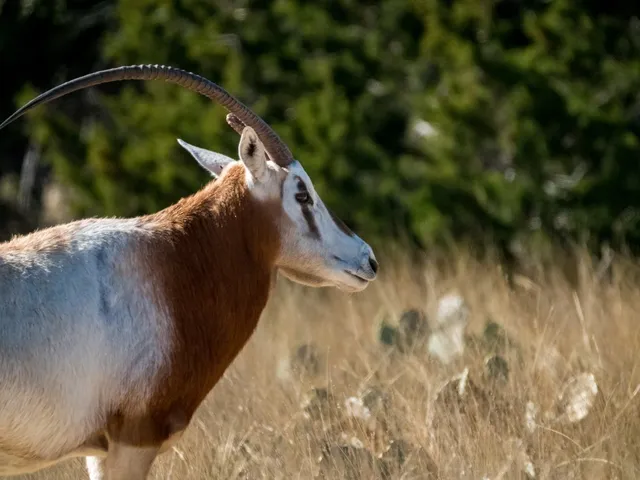 $5,199,000 | 3681 K2 Road, Leakey, TX 78873