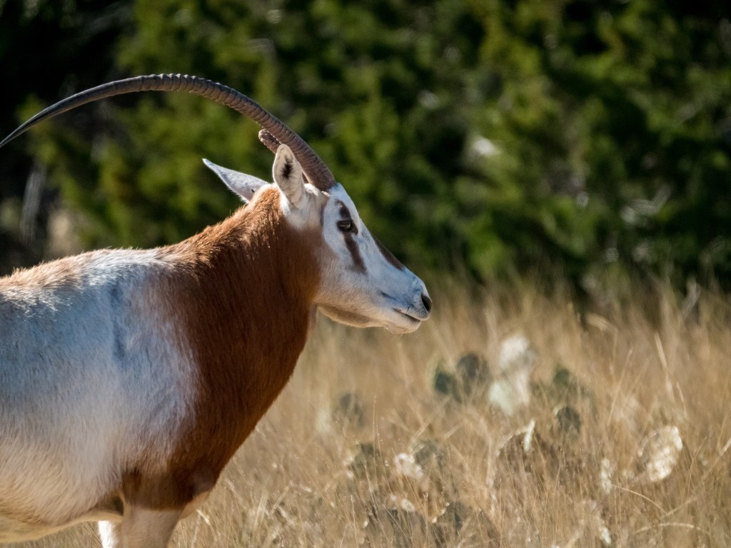 3681 K2 Road Leakey, TX 78873 - Photo 32 of 40